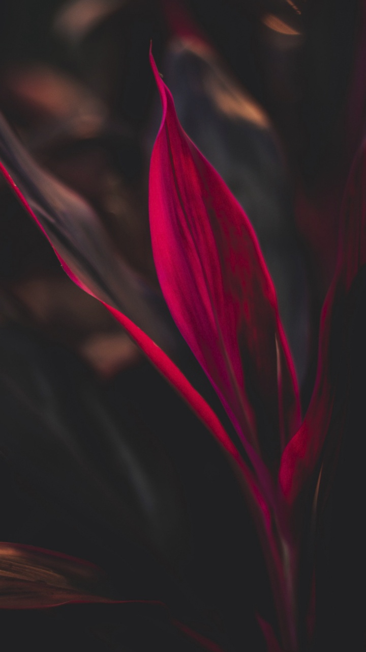 Обои цветок, лепесток, наземное растение, пурпурный цвет, полутона и оттенки в разрешении 720x1280