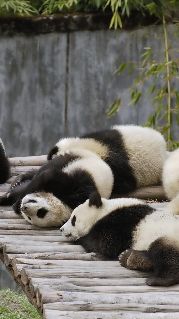 Обои гигантская панда, наземные животные, медведь, рыло, остроумие в разрешении 750x1334