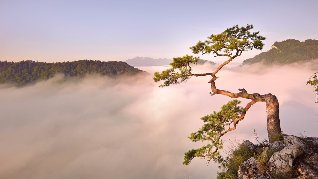 Обои дерево, природа, утро, облако, дикая местность в разрешении 1280x720