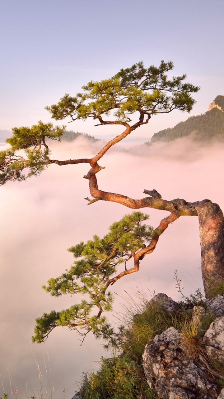 Обои дерево, природа, утро, облако, дикая местность в разрешении 720x1280