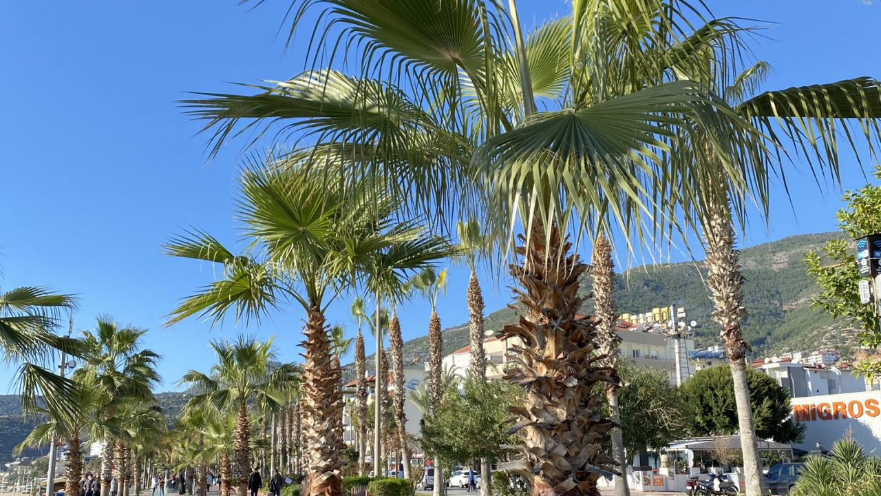 Обои Кокос, биология, растение, дневное время, дерево в разрешении 1280x720