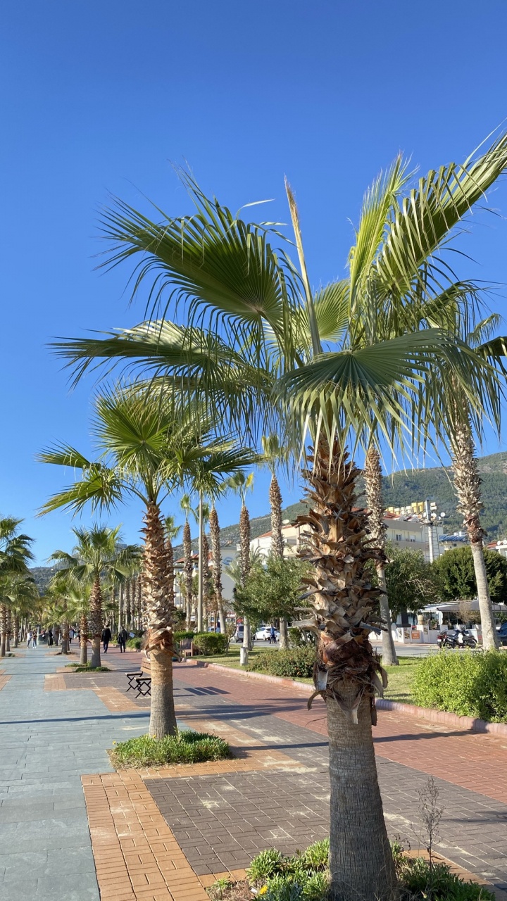 Обои Кокос, биология, растение, дневное время, дерево в разрешении 720x1280