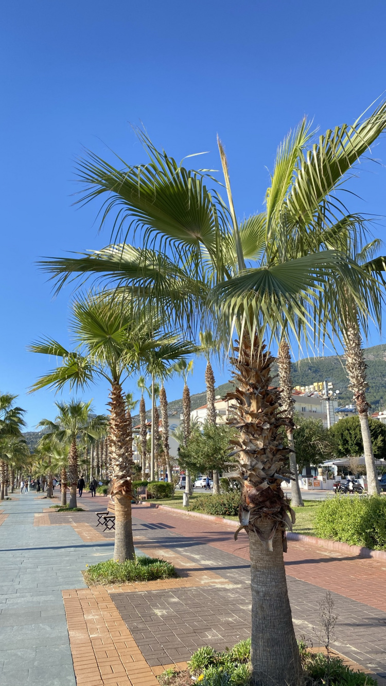 Обои Кокос, биология, растение, дневное время, дерево в разрешении 750x1334