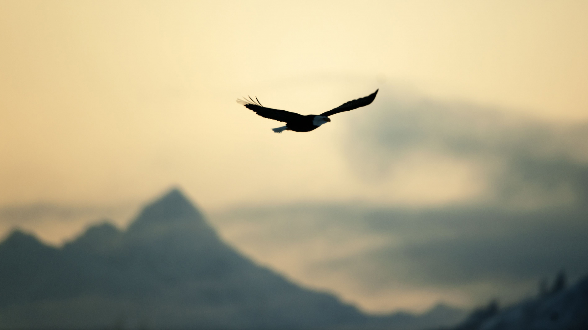 Обои белоголовый Орлан, Орел, полет, птица, облако в разрешении 1920x1080