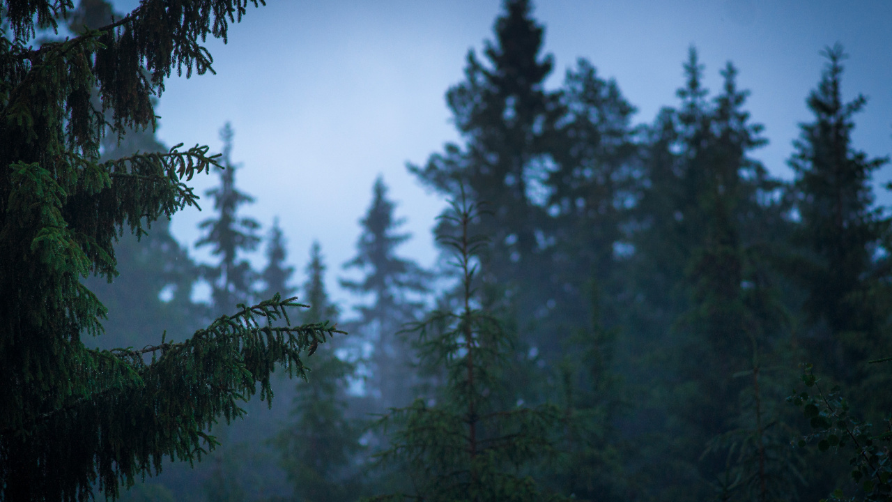 Обои лес, дерево, природа, дикая местность, растительность в разрешении 1280x720