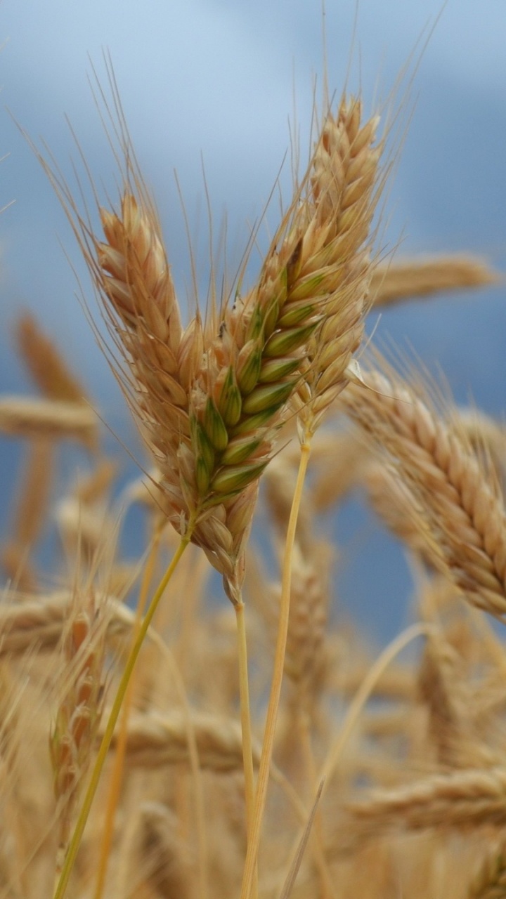 Обои пшеница, хлебный злак, рожь, тритикале, продовольственное зерно в разрешении 720x1280