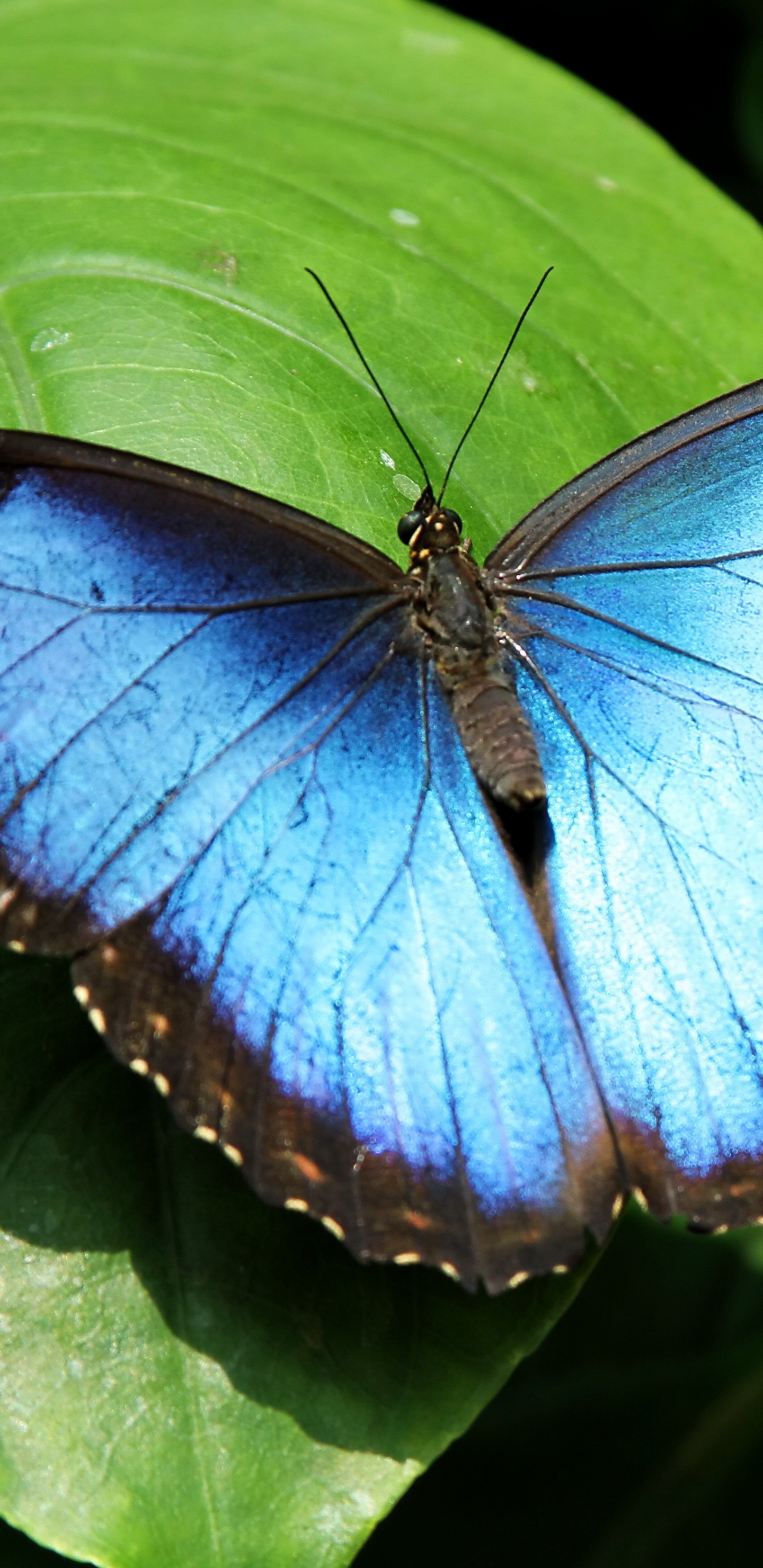 Обои Морфо, Голубой Морфо Менелай, мотыльки и бабочки, бабочка, насекомое в разрешении 1440x2960