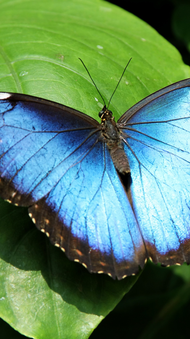 Обои Морфо, Голубой Морфо Менелай, мотыльки и бабочки, бабочка, насекомое в разрешении 750x1334