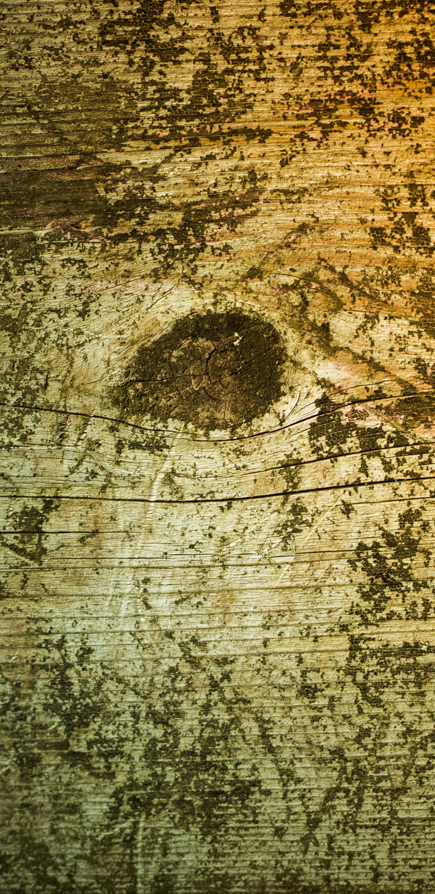 Обои текстура, древесина, стена, дерево, краска в разрешении 1440x2960