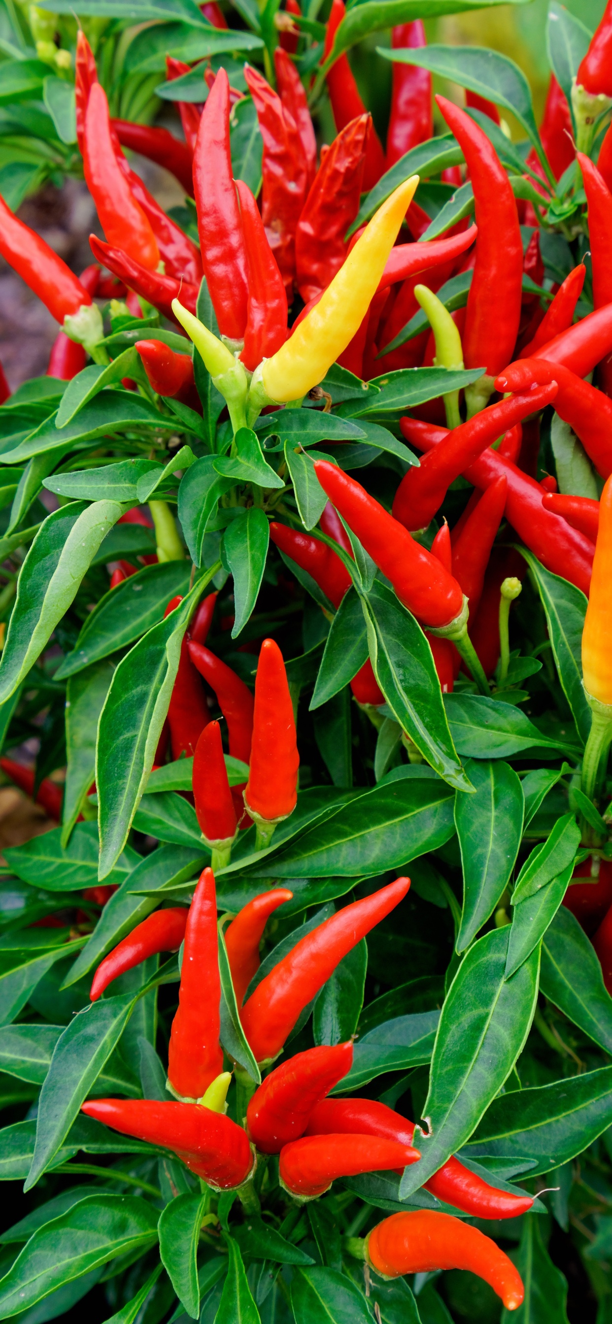 Обои чилийский перец, сад, садоводство, цветковое растение, Птицы глаз Чили в разрешении 1242x2688