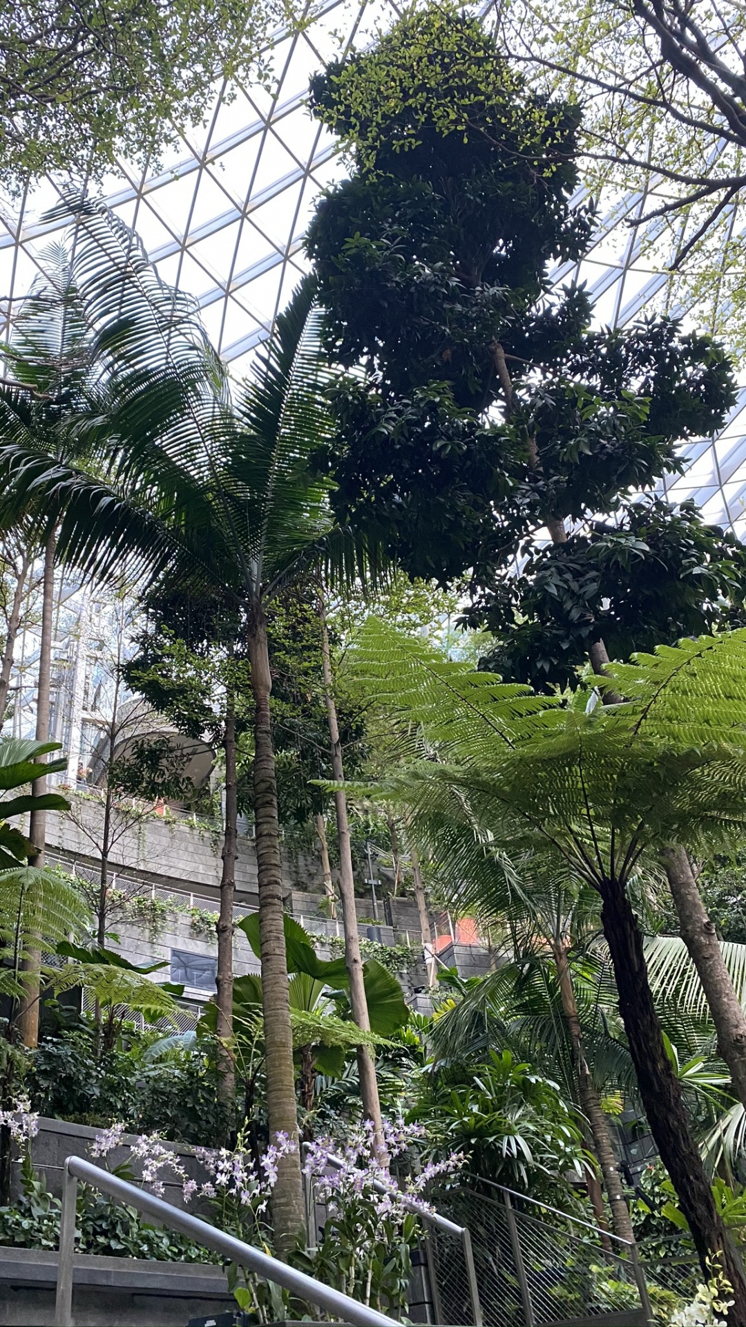 Обои дерево, лист, рассада, биология, наука в разрешении 1080x1920