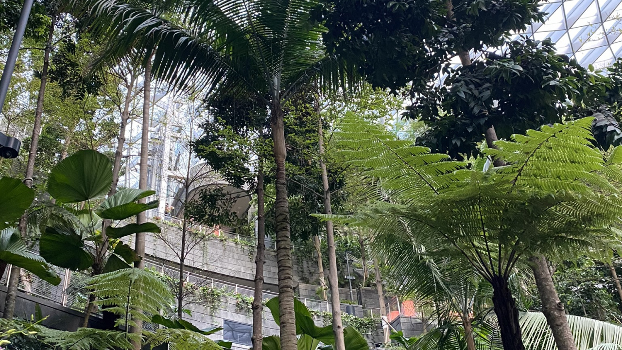 Обои дерево, лист, рассада, биология, наука в разрешении 1280x720