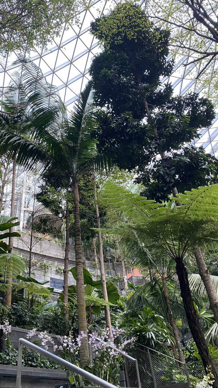 Обои дерево, лист, рассада, биология, наука в разрешении 720x1280