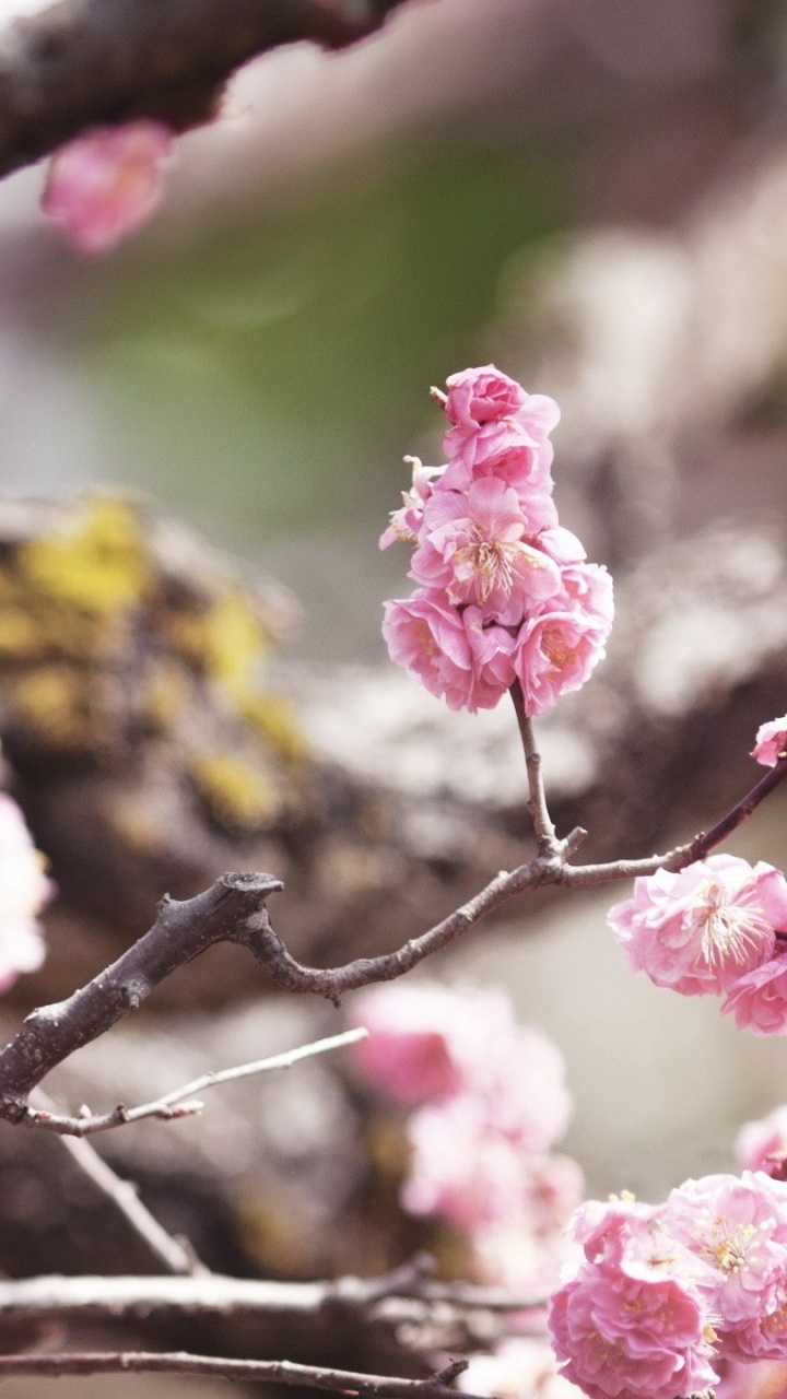 Обои птица, клюв, цветок, ветвь, растение в разрешении 720x1280