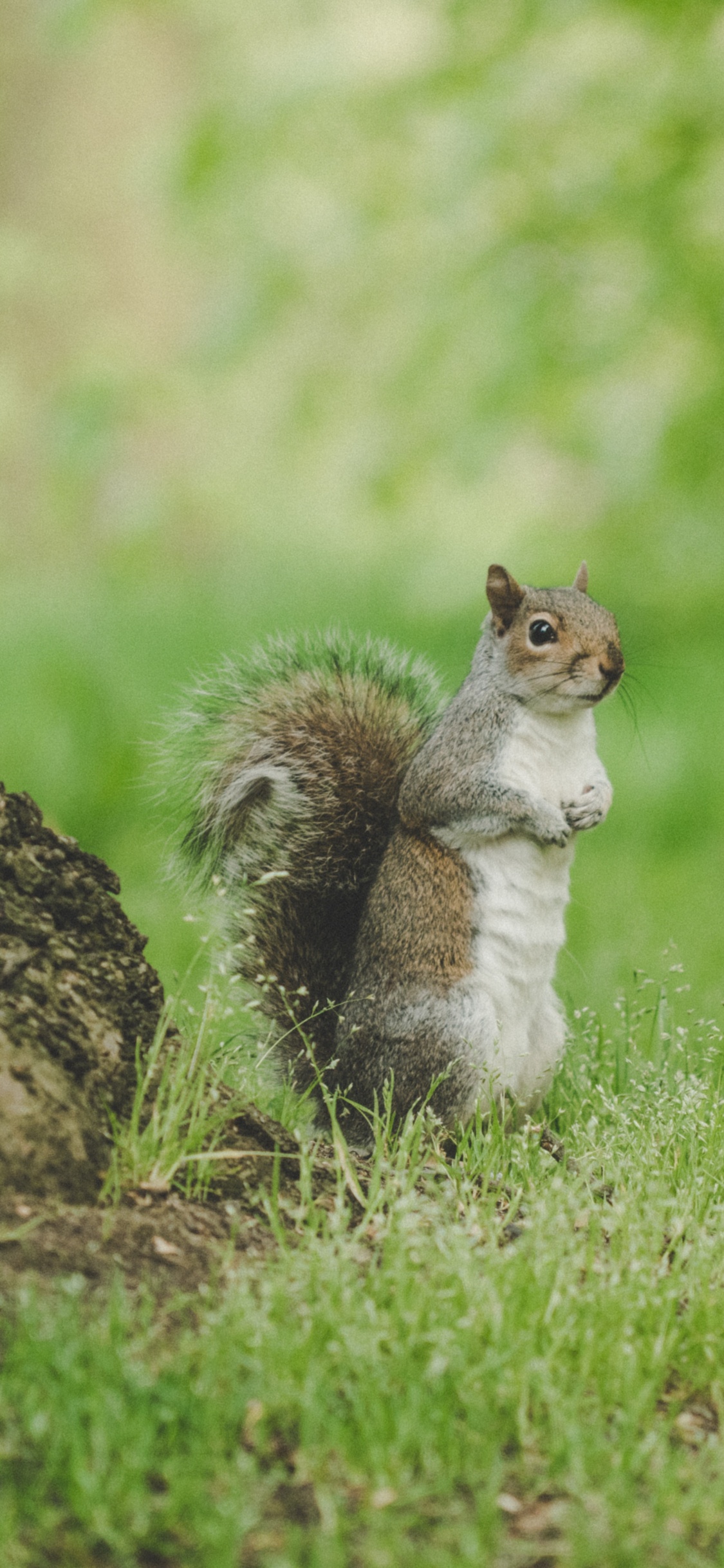 Обои белка, Серая белка, лиса Белочка, зеленый, живая природа в разрешении 1125x2436