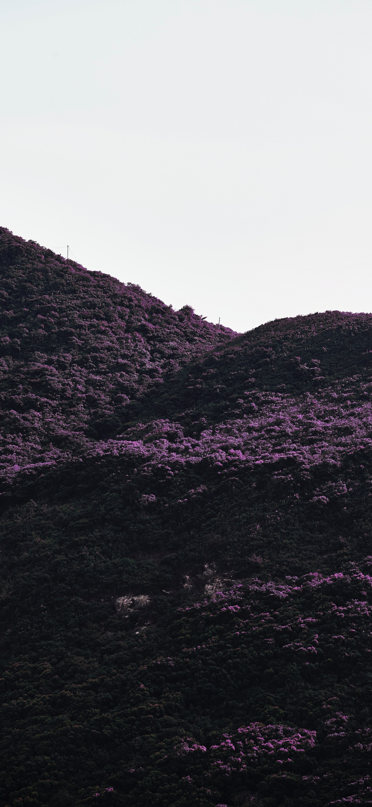 Обои черный, пурпур, нагорье, горный рельеф, Фиолетовый в разрешении 1242x2688