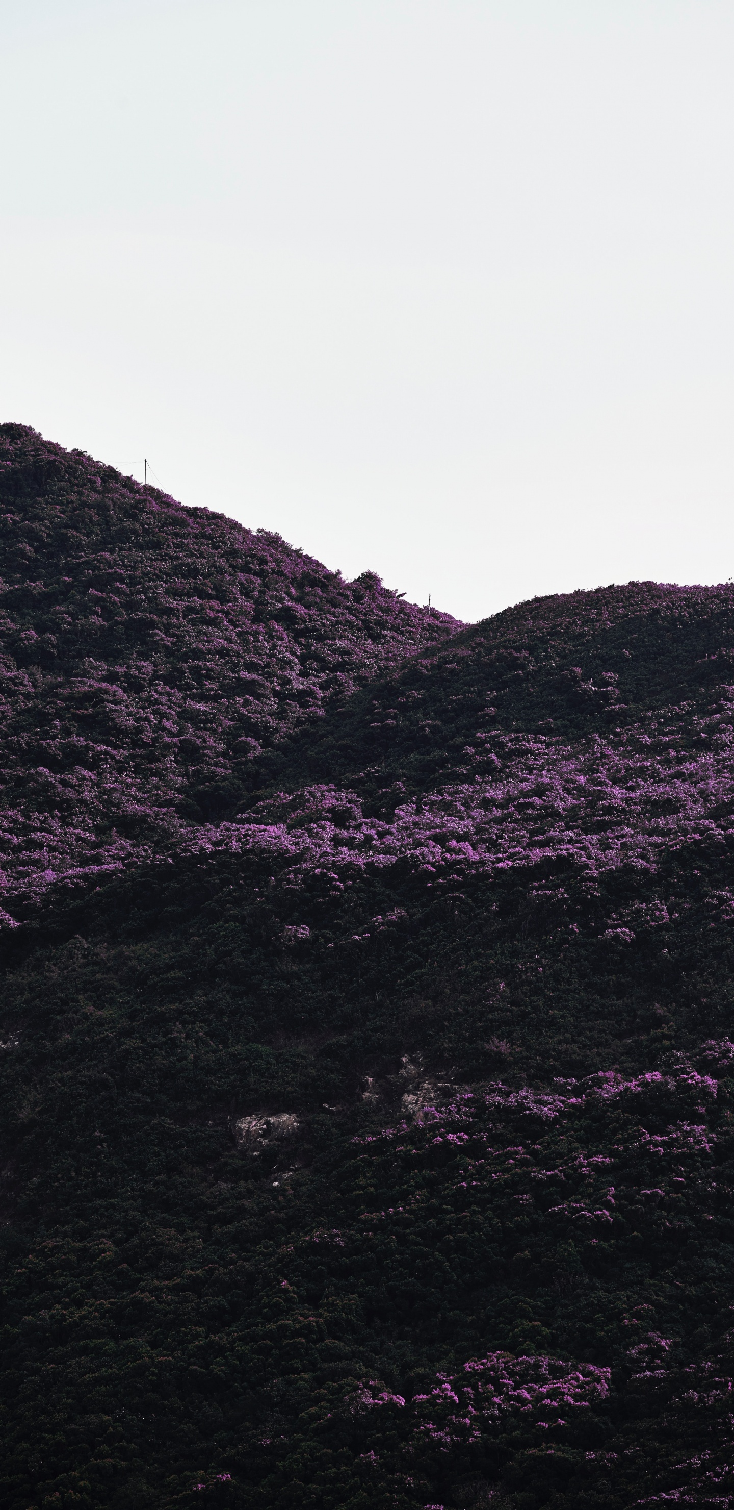 Обои черный, пурпур, нагорье, горный рельеф, Фиолетовый в разрешении 1440x2960