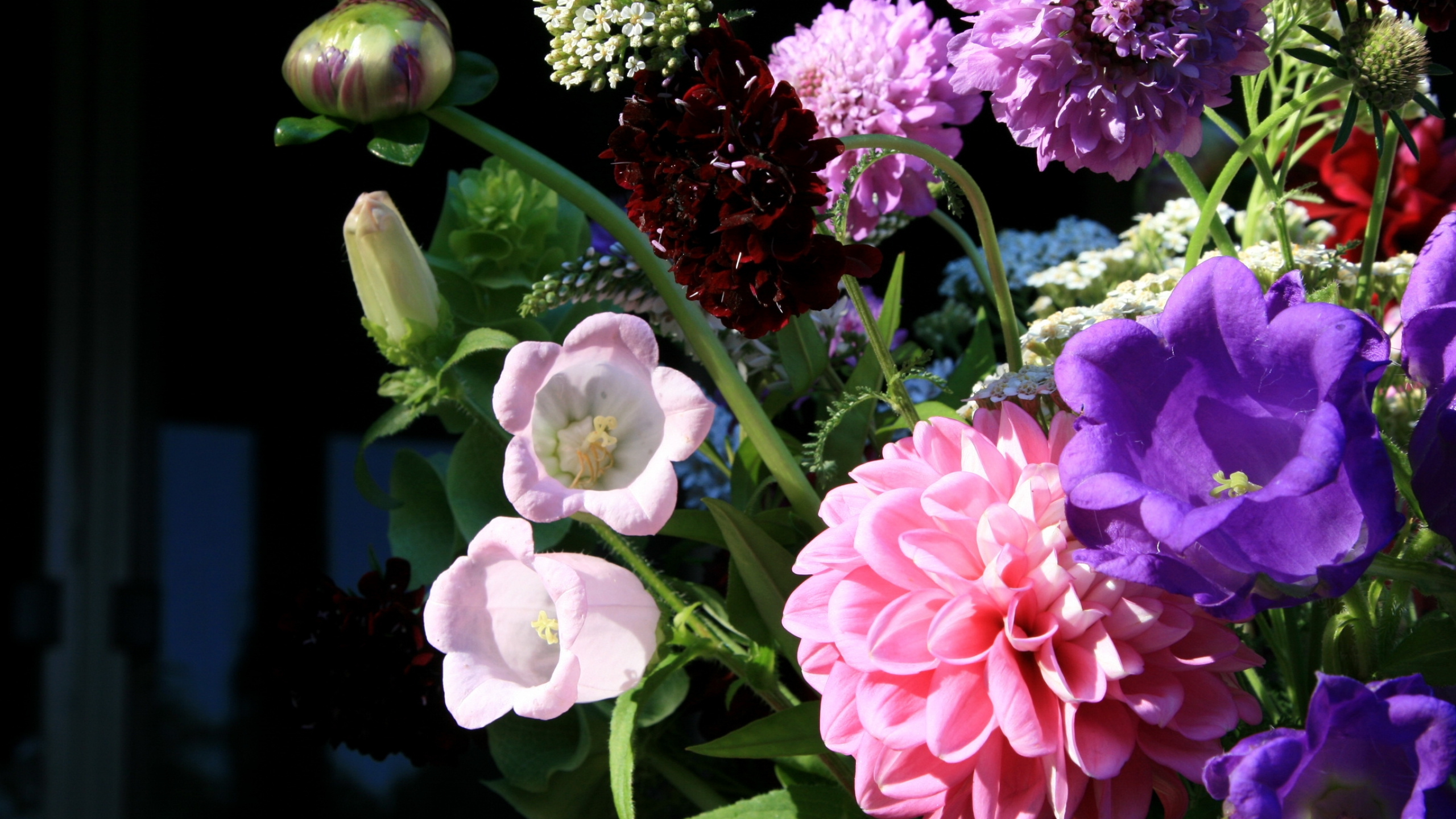 Обои лепесток, цветковое растение, пурпур, весна, Блум в разрешении 2560x1440