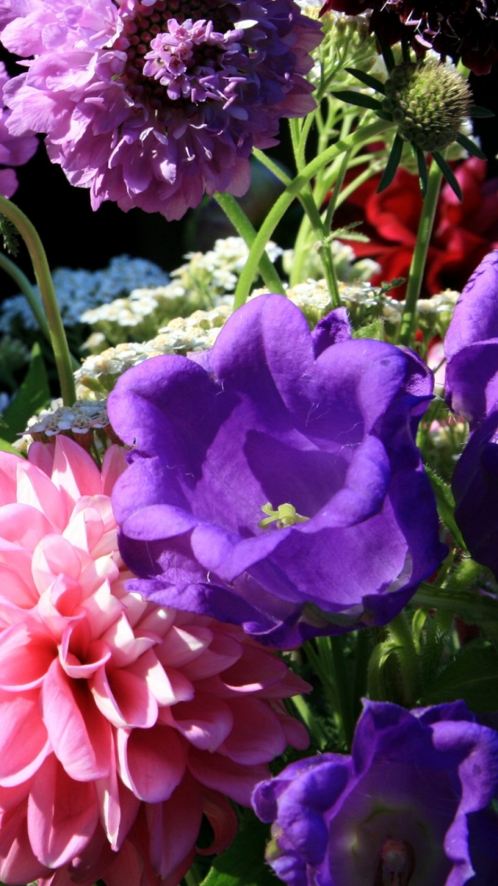 Обои лепесток, цветковое растение, пурпур, весна, Блум в разрешении 720x1280