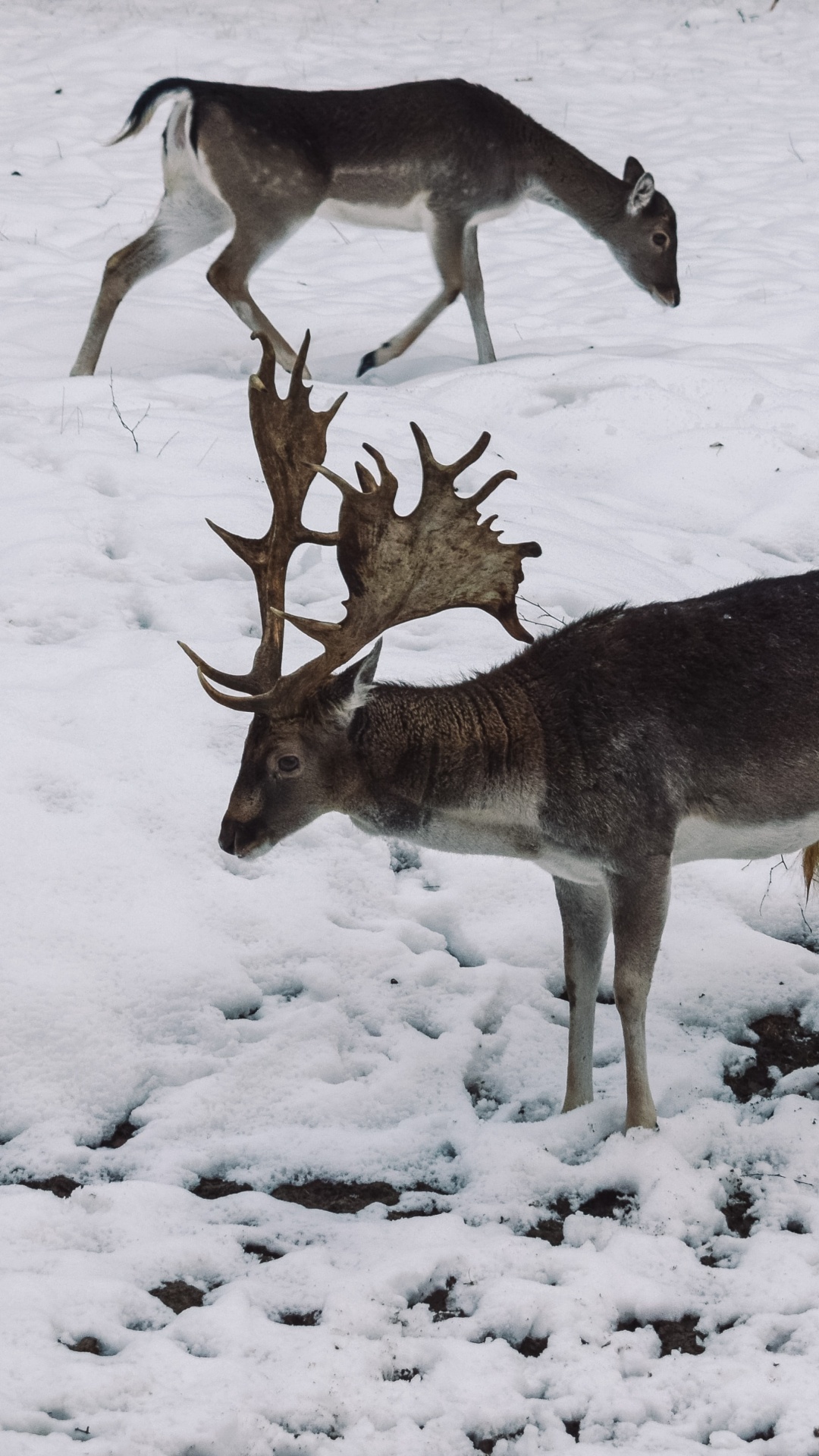 Обои живая природа, олень, зима, замораживание, снег в разрешении 1080x1920