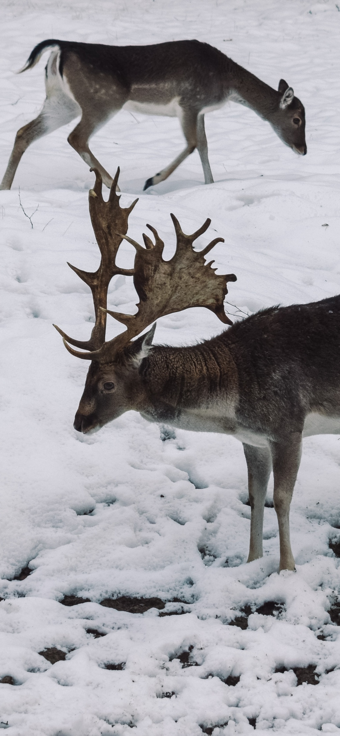 Обои живая природа, олень, зима, замораживание, снег в разрешении 1125x2436