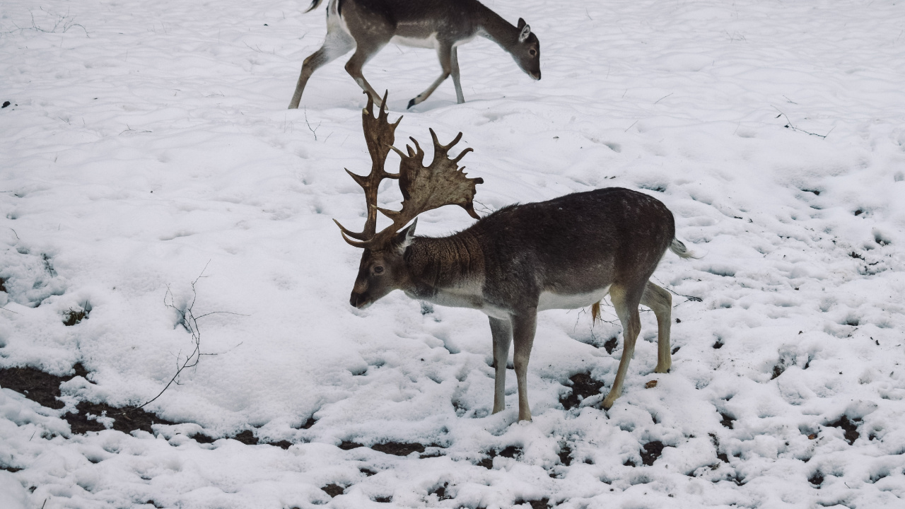 Обои живая природа, олень, зима, замораживание, снег в разрешении 1280x720