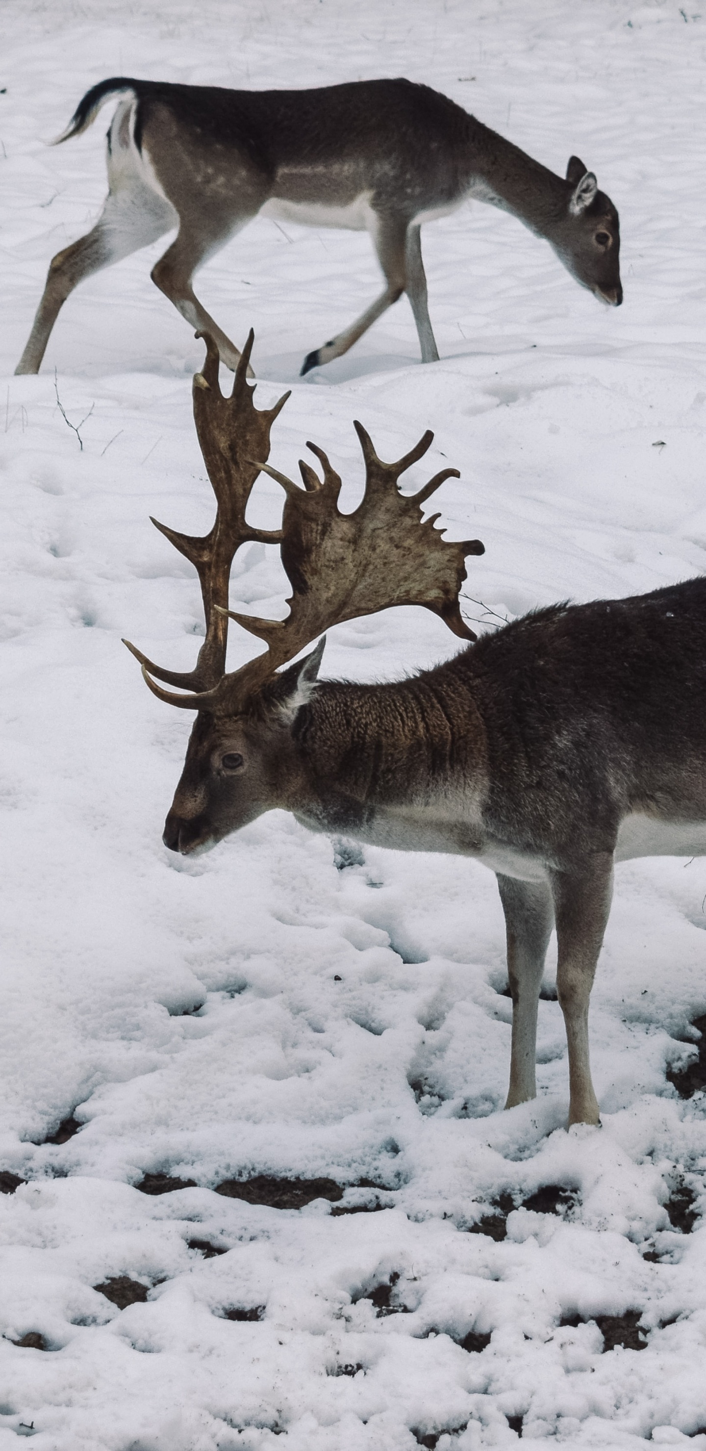 Обои живая природа, олень, зима, замораживание, снег в разрешении 1440x2960