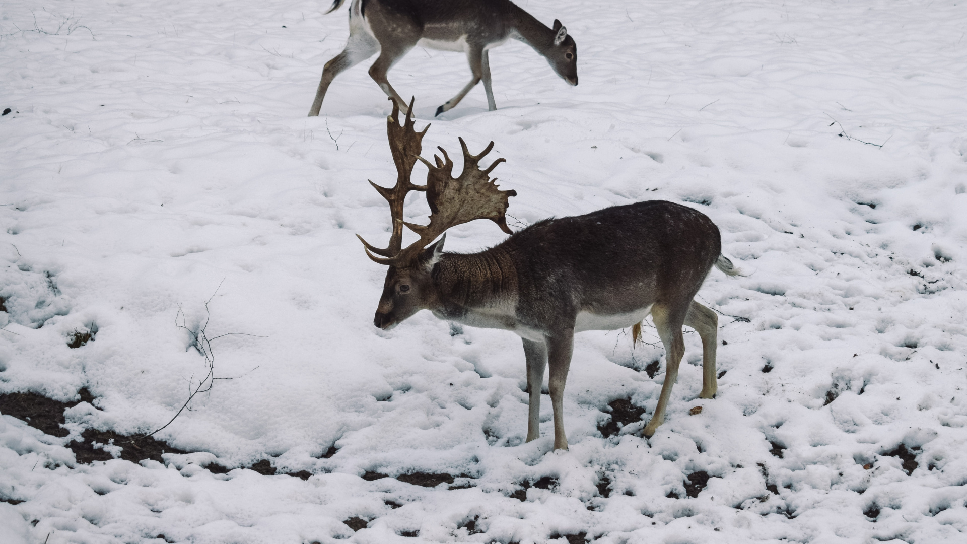 Обои живая природа, олень, зима, замораживание, снег в разрешении 1920x1080