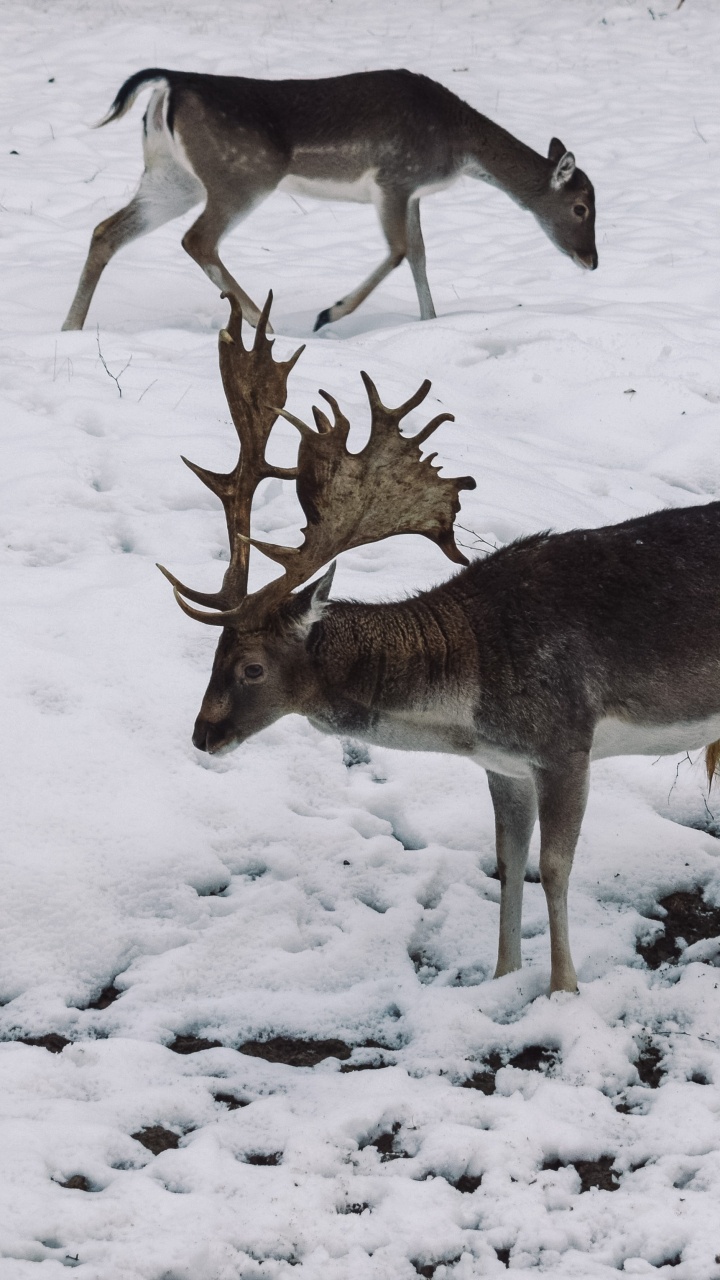 Обои живая природа, олень, зима, замораживание, снег в разрешении 720x1280