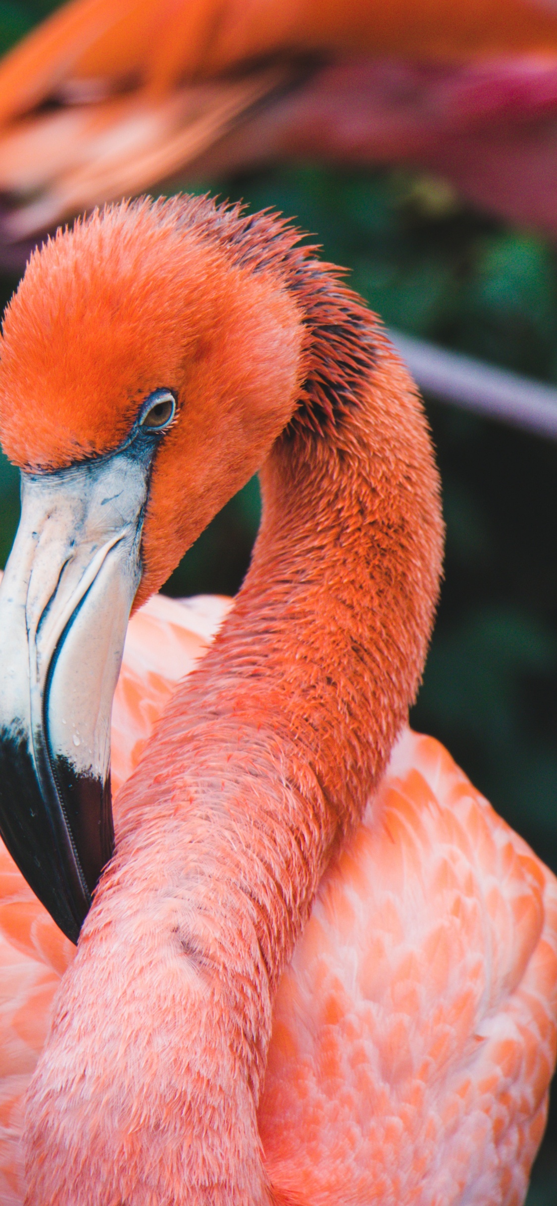 Обои Апельсин, живая природа, клюв, фламинго, водоплавающие птицы в разрешении 1125x2436