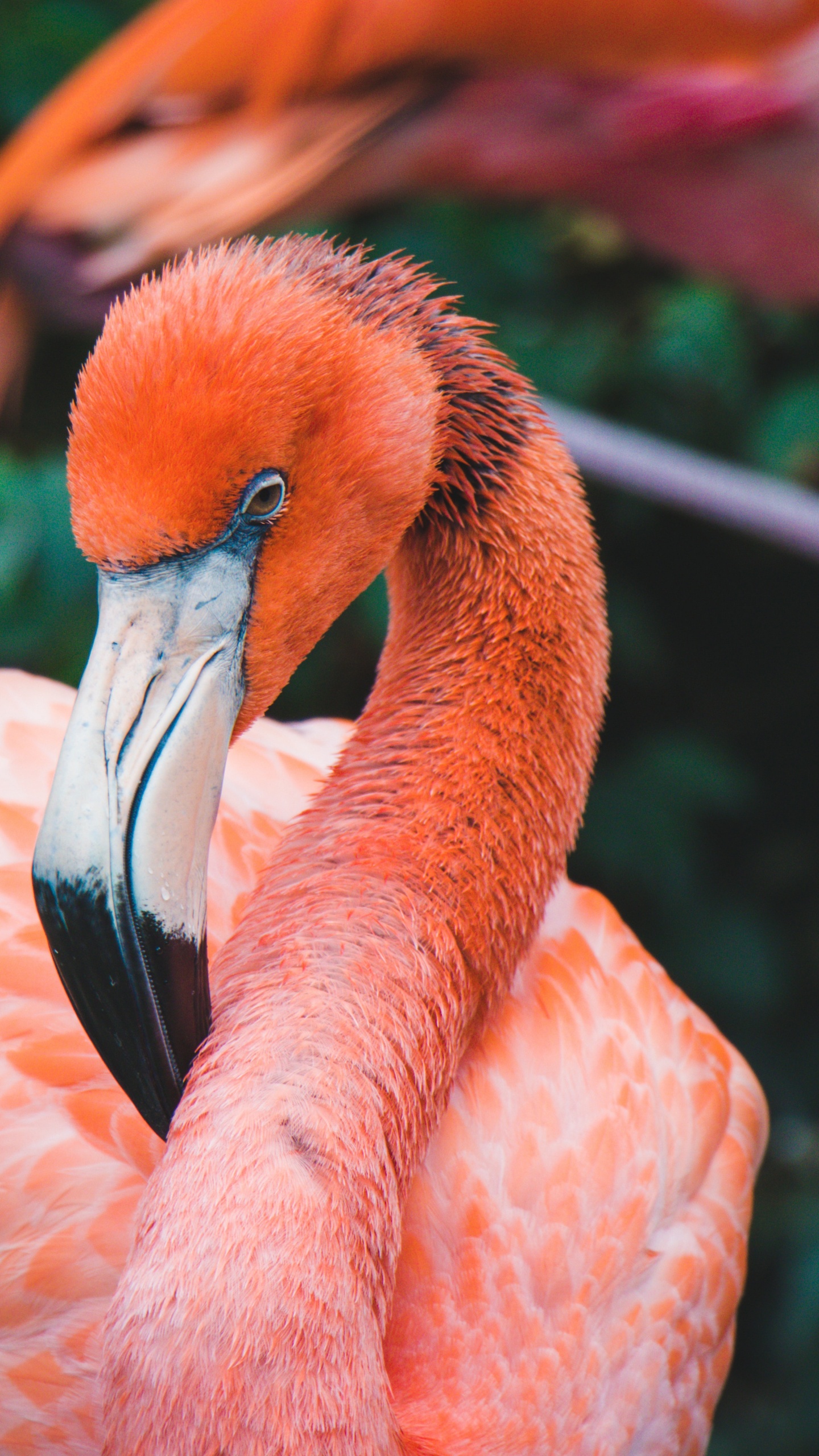 Обои Апельсин, живая природа, клюв, фламинго, водоплавающие птицы в разрешении 1440x2560