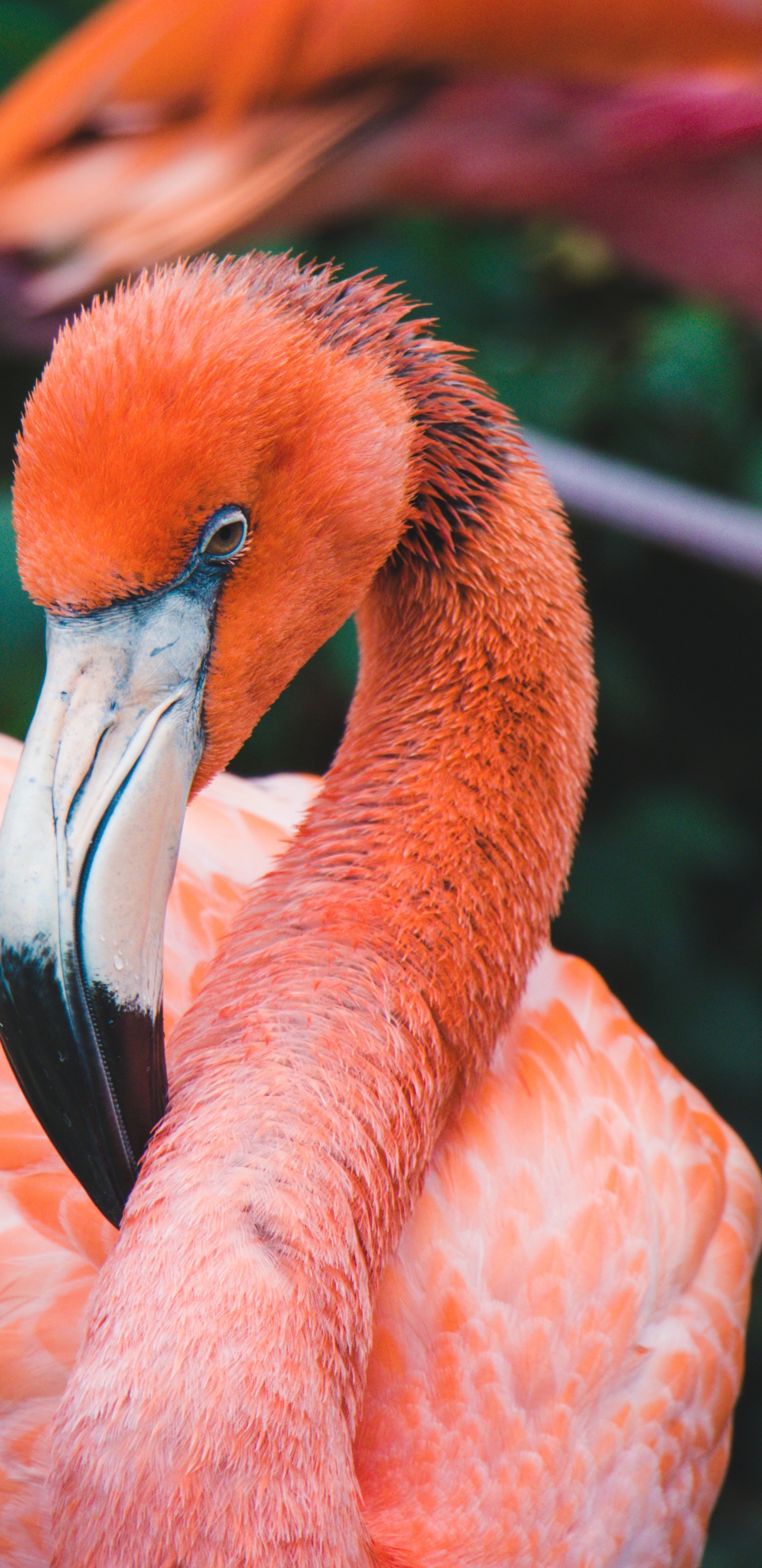 Обои Апельсин, живая природа, клюв, фламинго, водоплавающие птицы в разрешении 1440x2960