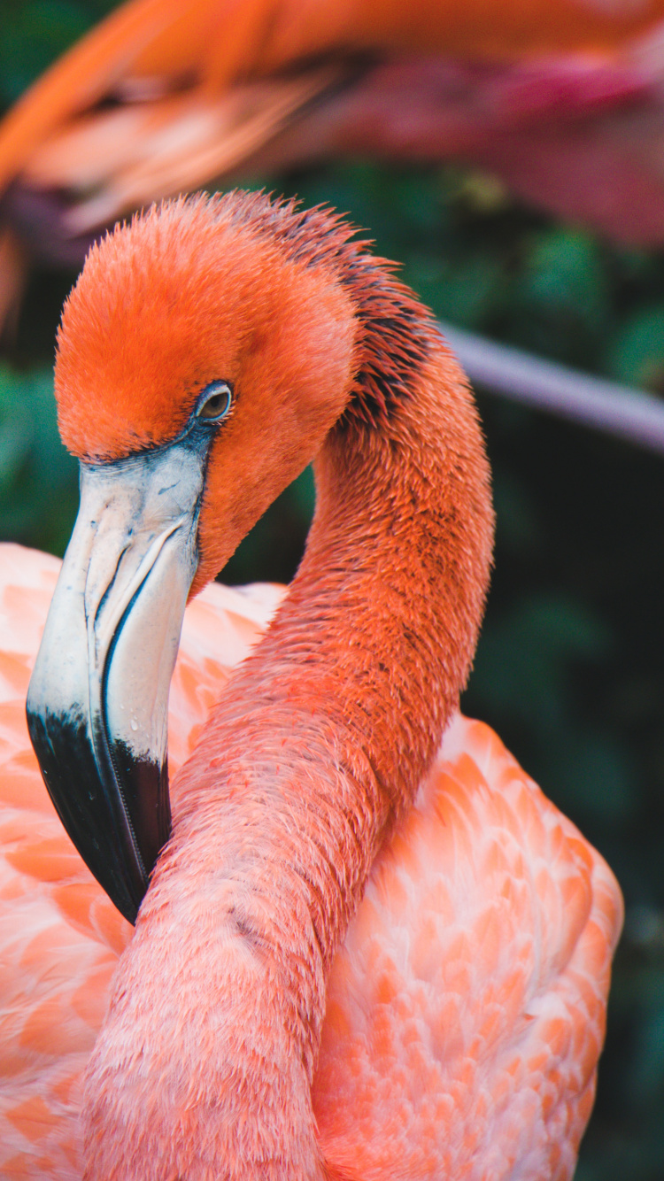 Обои Апельсин, живая природа, клюв, фламинго, водоплавающие птицы в разрешении 750x1334