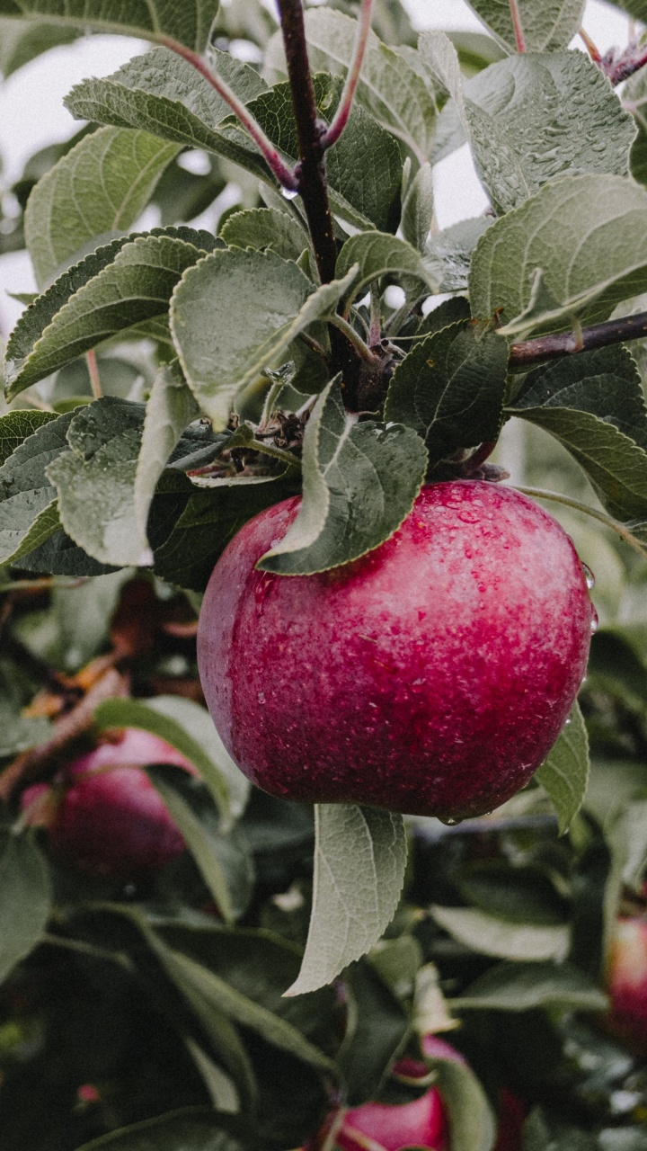 Обои фруктовый сад, apple, фруктовое дерево, фрукты, дерево в разрешении 720x1280