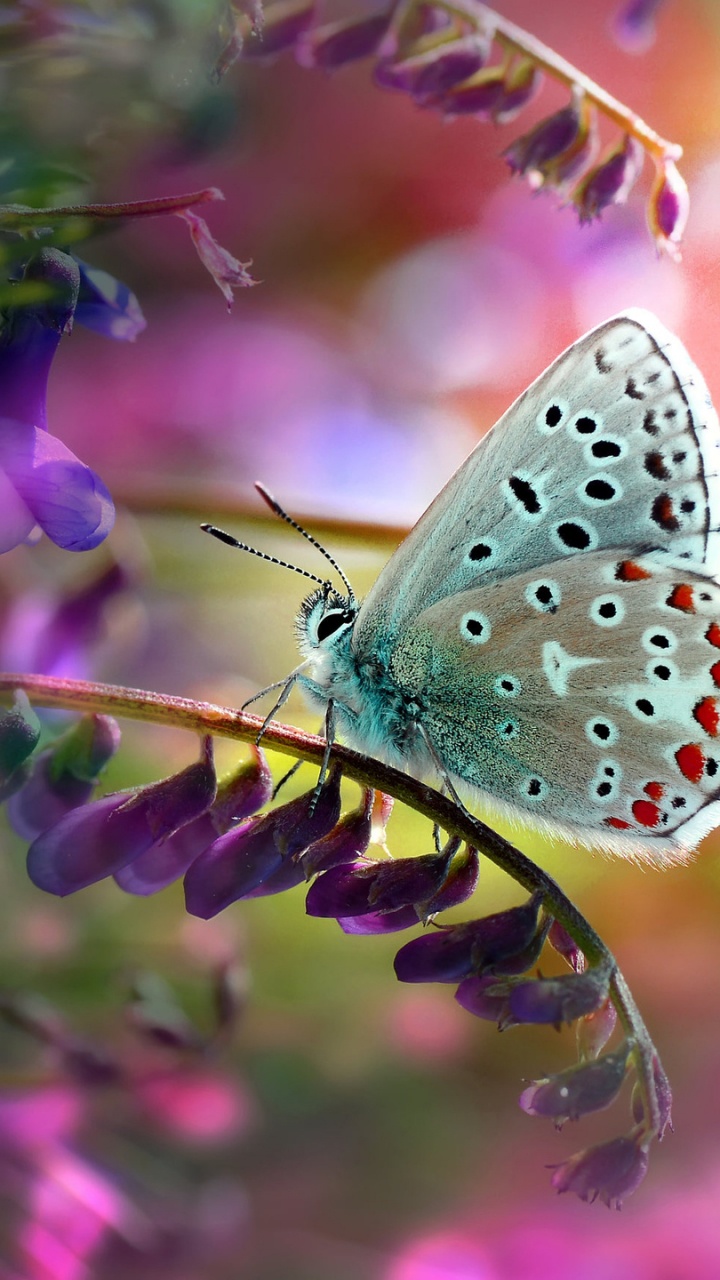 Обои насекомое, бабочка, мотыльки и бабочки, беспозвоночных, опылитель в разрешении 720x1280