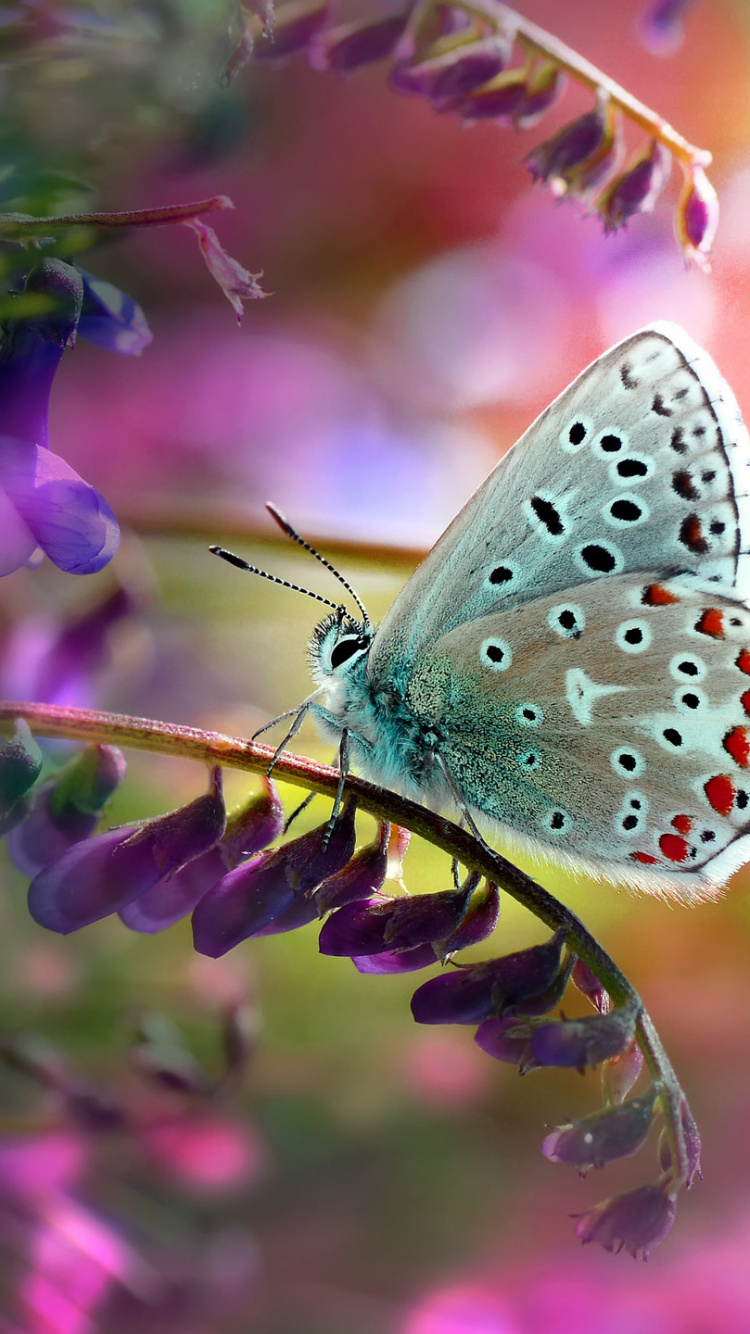 Обои насекомое, бабочка, мотыльки и бабочки, беспозвоночных, опылитель в разрешении 750x1334