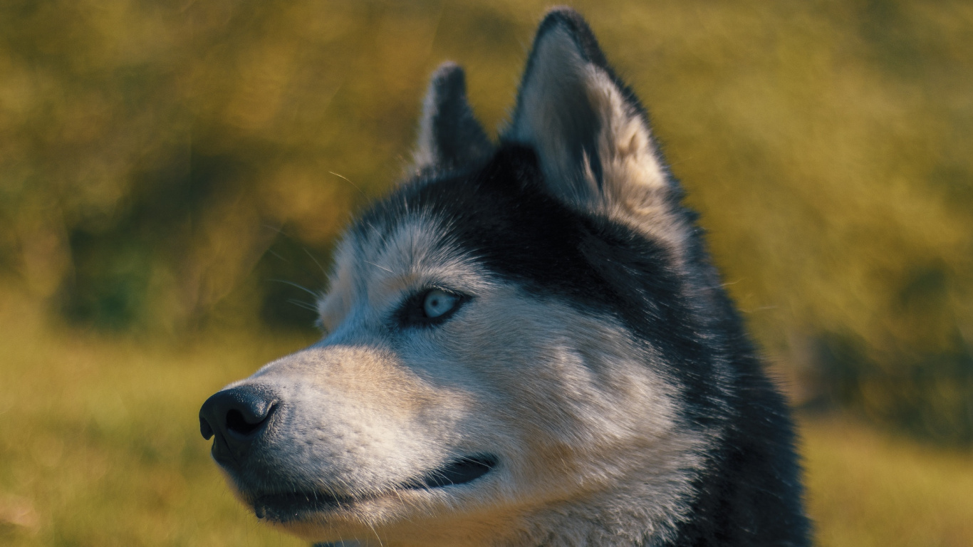 Обои пес, Себирская Хаски, лабрадор, волчьей собаки сарлоса, морда в разрешении 1366x768