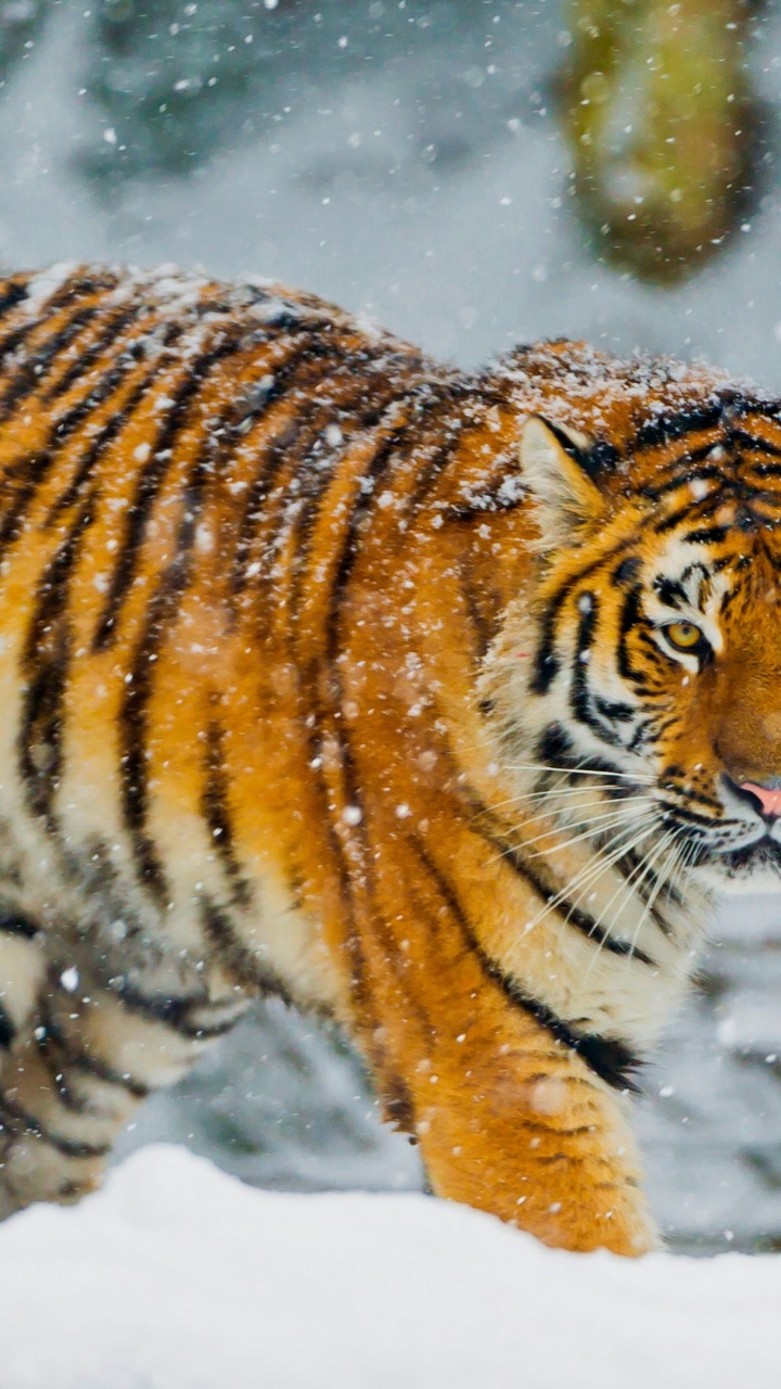 Обои Белый тигр, бенгальский тигр, Амурский тигр, снег, тигр в разрешении 720x1280