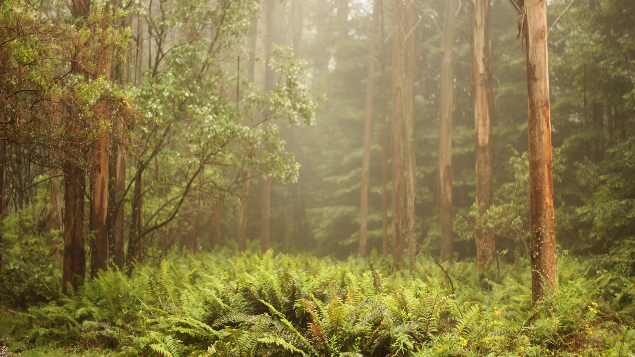 Обои лес, растительность, тропический лес, тропические леса, старовозрастные леса в разрешении 2560x1440