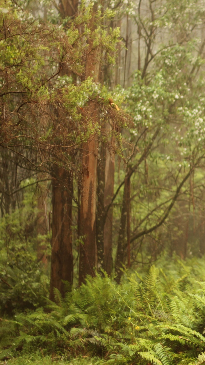 Обои лес, растительность, тропический лес, тропические леса, старовозрастные леса в разрешении 720x1280