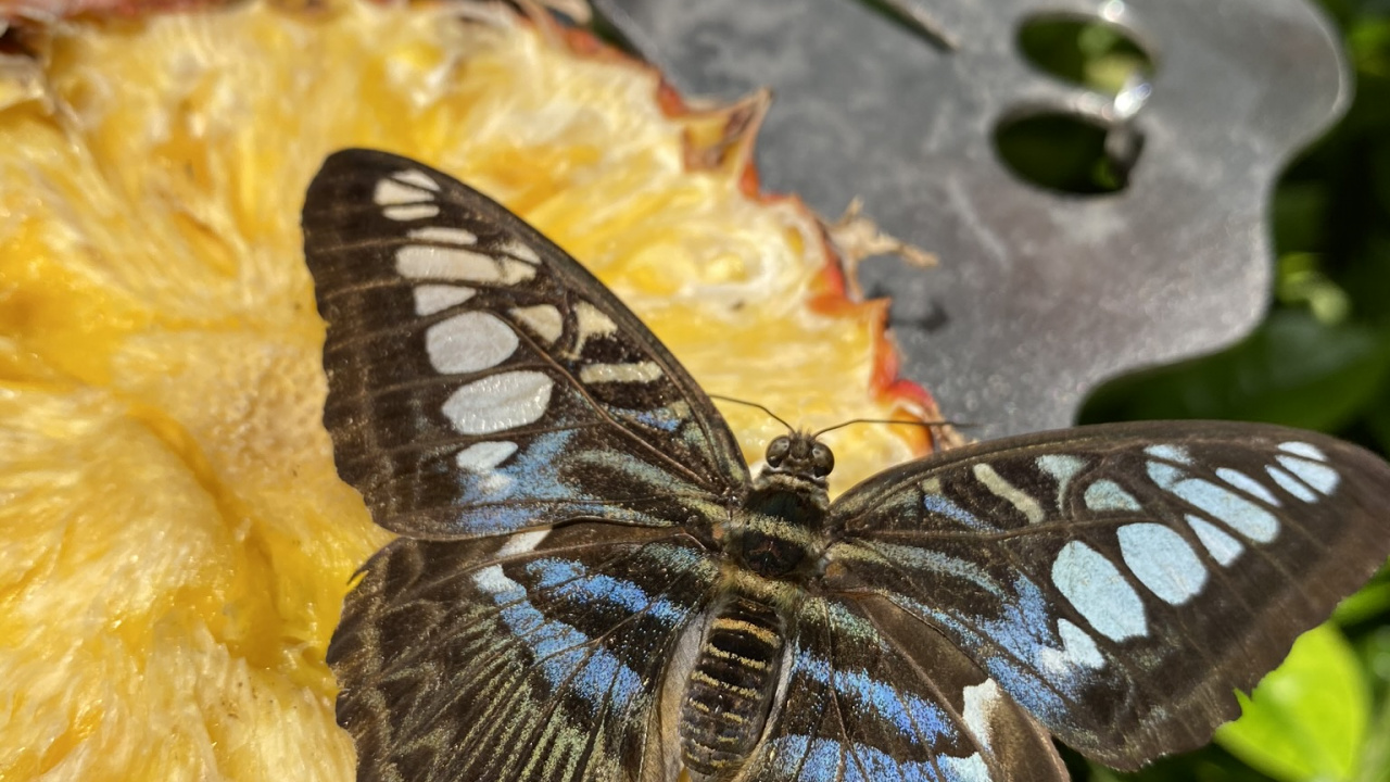 Обои бабочка на розе, биология, наука, беспозвоночных, членистоногое в разрешении 1280x720