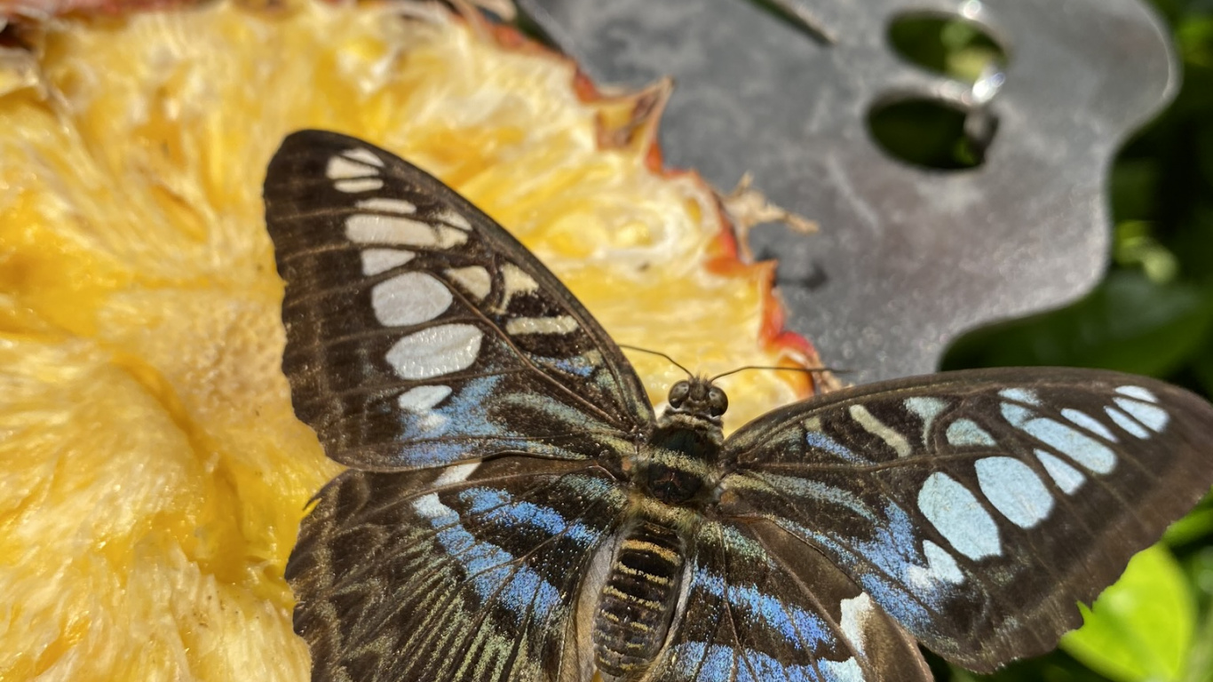 Обои бабочка на розе, биология, наука, беспозвоночных, членистоногое в разрешении 1366x768