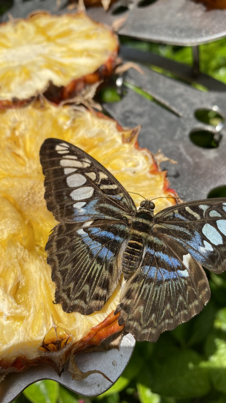 Обои бабочка на розе, биология, наука, беспозвоночных, членистоногое в разрешении 720x1280