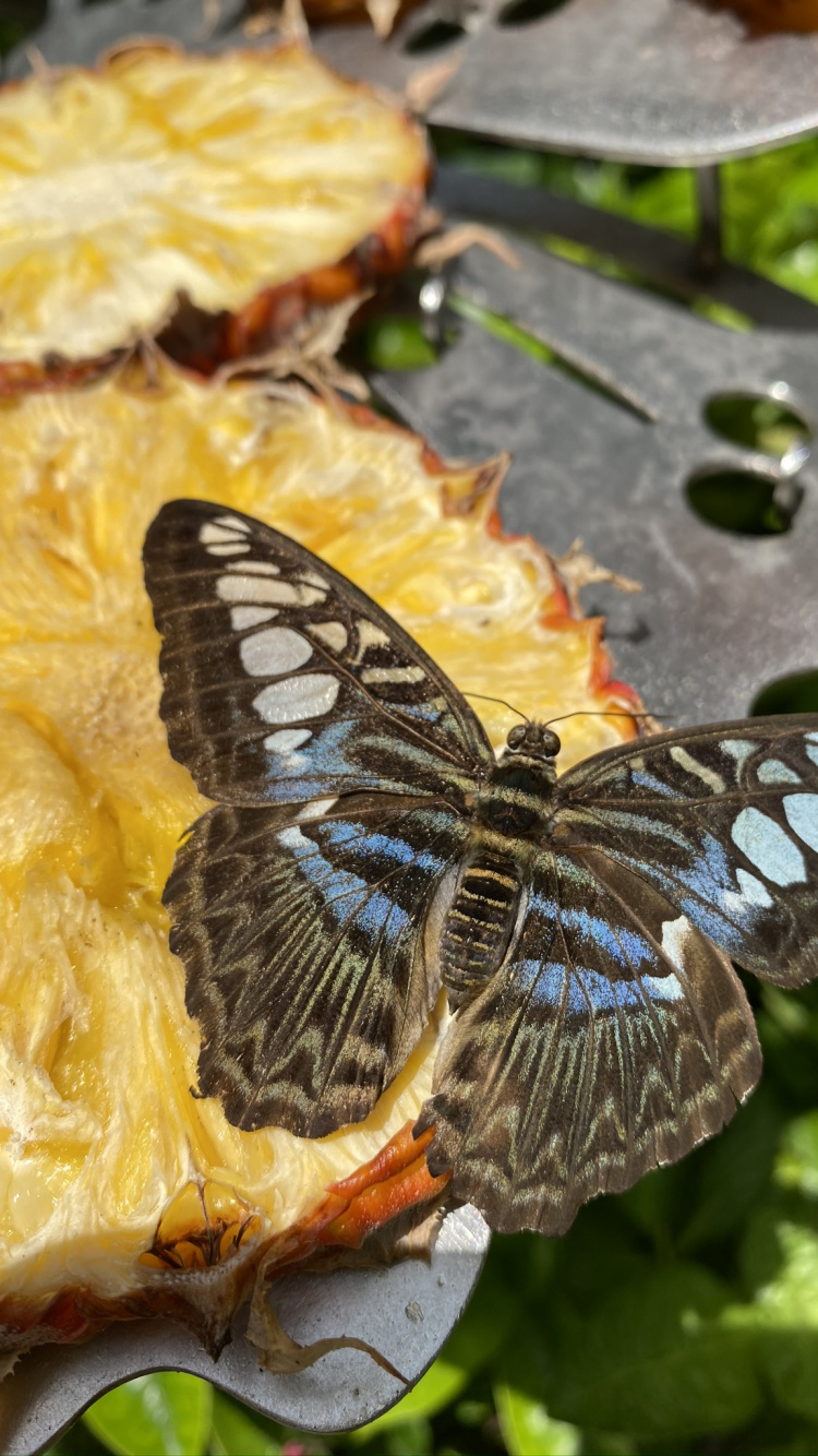 Обои бабочка на розе, биология, наука, беспозвоночных, членистоногое в разрешении 750x1334