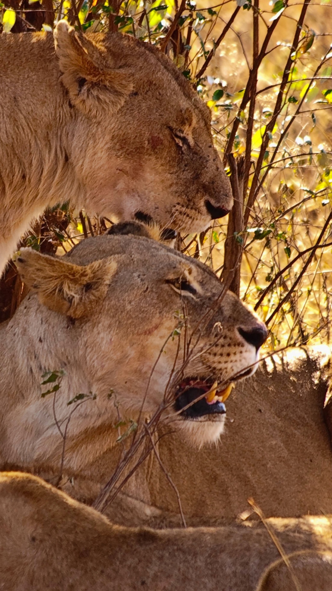 Обои Лев, тигр, живая природа, наземные животные, котенок в разрешении 1080x1920