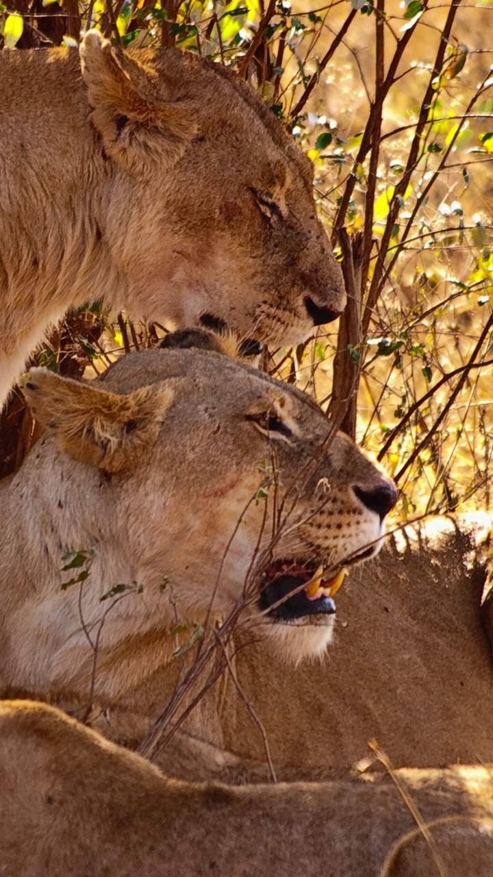 Обои Лев, тигр, живая природа, наземные животные, котенок в разрешении 720x1280
