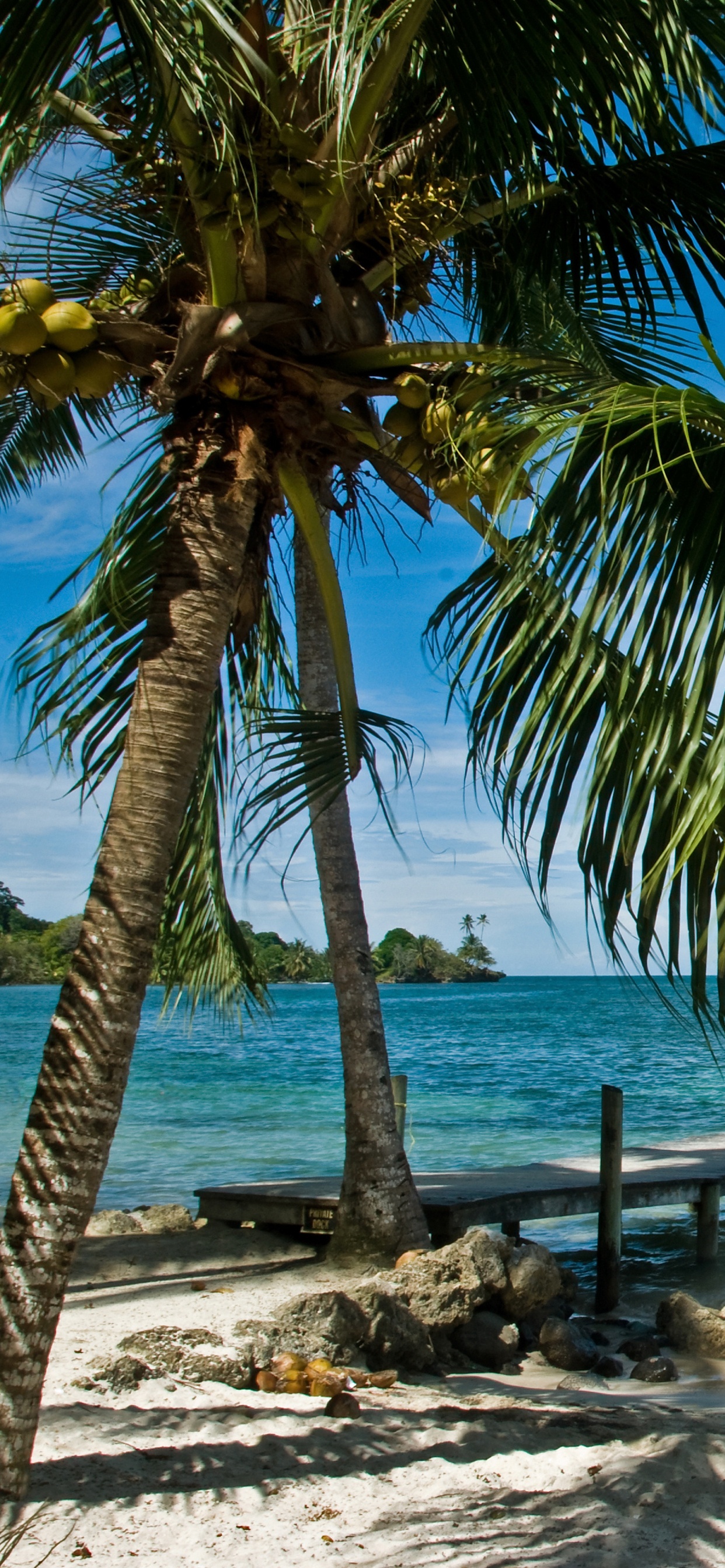 Обои Панама-Сити, дерево, тропическая зона, природа, Пальма в разрешении 1242x2688