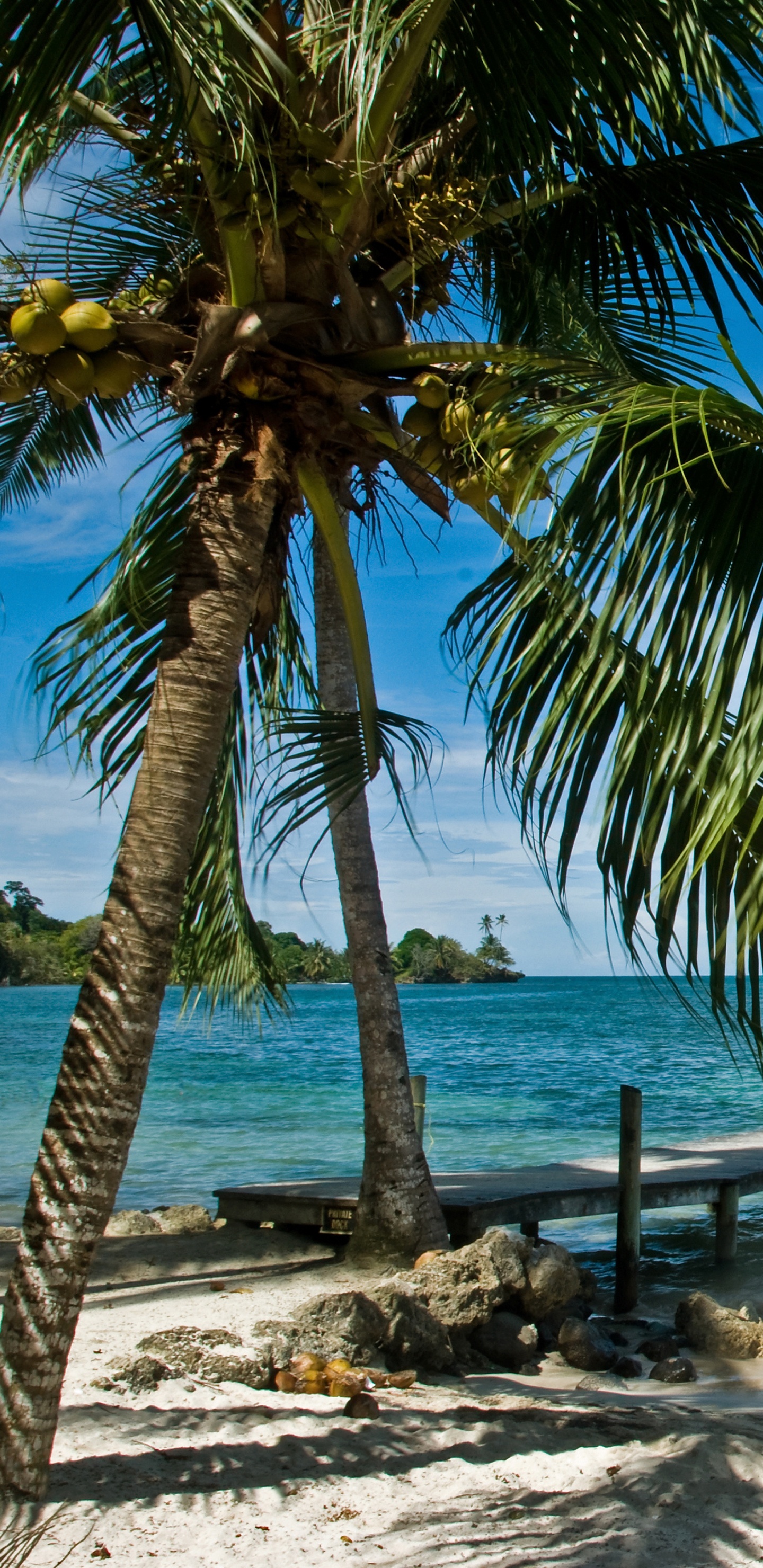 Обои Панама-Сити, дерево, тропическая зона, природа, Пальма в разрешении 1440x2960