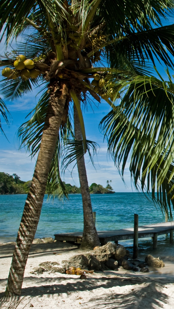 Обои Панама-Сити, дерево, тропическая зона, природа, Пальма в разрешении 720x1280