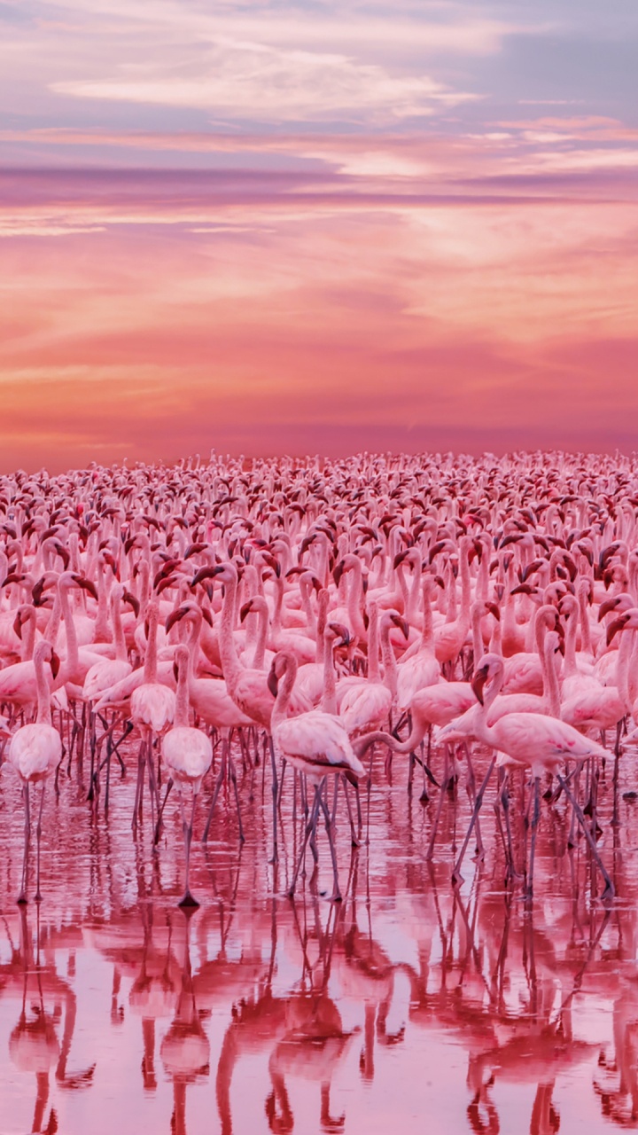 Обои Кения Фламинго Озеро, озеро богория, озеро накуру, фламинго, Накуру в разрешении 720x1280